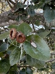 Phryganidia californica