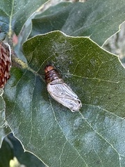 Phryganidia californica