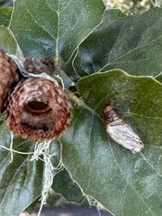 Phryganidia californica