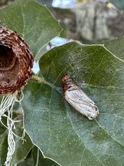 Phryganidia californica