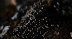 Resupinatus striatulus