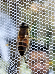Eristalinus taeniops
