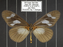 Acraea lycoa