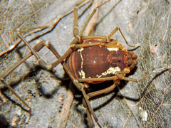 Eucynortula metatarsalis