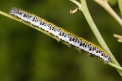 Anthocharis euphenoides