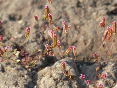 Rotala serpyllifolia