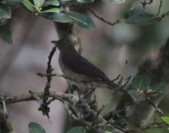 Turdus ignobilis