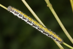 Anthocharis euphenoides