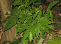 Elatostema
