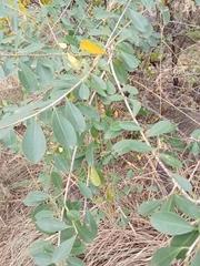 Erythroxylum monogynum