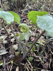 Arisaema ringens