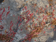 Rotala serpyllifolia