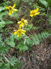 Tephroseris integrifolia