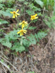 Tephroseris integrifolia