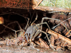 Eucynortula metatarsalis