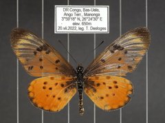 Acraea pseudegina