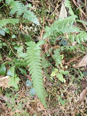 Phegopteris decursive-pinnata