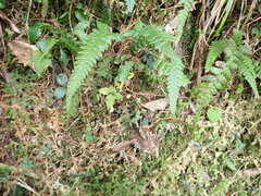 Phegopteris decursive-pinnata