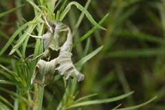 Proserpinus proserpina