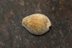 Naria ocellata