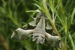 Proserpinus proserpina