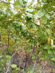 Canthium coromandelicum