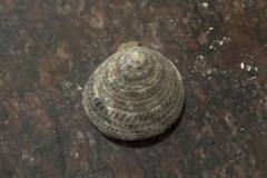 Trochus radiatus