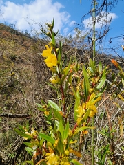 Heimia salicifolia