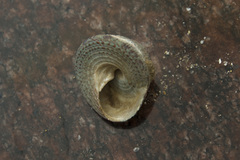 Trochus radiatus