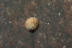 Paratectonatica tigrina