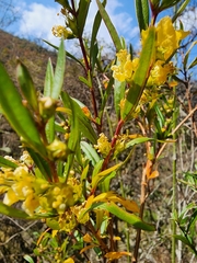 Heimia salicifolia