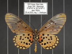 Acraea pseudegina