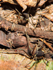 Eucynortula metatarsalis