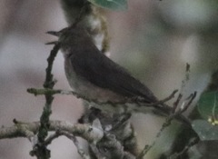 Turdus ignobilis