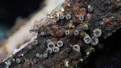 Resupinatus striatulus