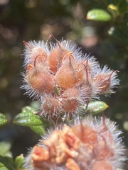 Oxylobium ellipticum