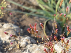 Rotala serpyllifolia