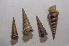 Turritella duplicata