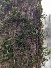 Forsstroemia trichomitria