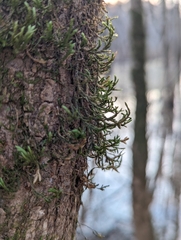 Forsstroemia trichomitria