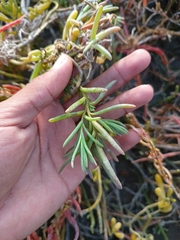 Suaeda puertopenascoa