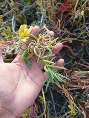 Suaeda puertopenascoa