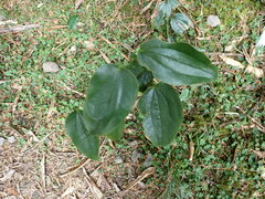 Smilax china