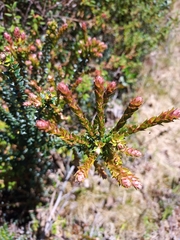 Ericaceae