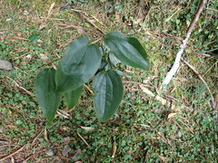 Smilax china