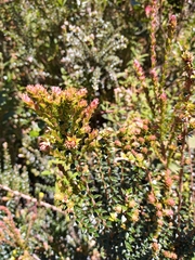 Ericaceae