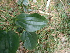 Smilax china