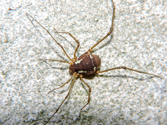 Eucynortula metatarsalis