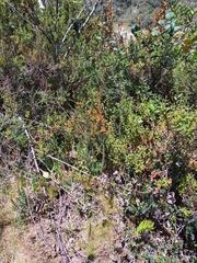 Ericaceae