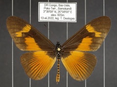 Acraea paragea
